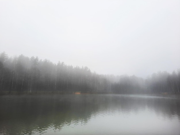 Bosque otoñal atmosférico junto al lago en la niebla.