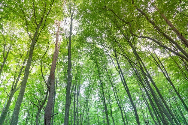 Bosque otoñal de colores inusuales Los troncos rectos y largos se disparan hacia el cielo hacia el sol Paisaje forestal en un día soleado de verano