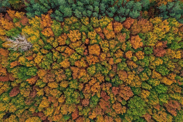 Foto bosque otoñal colorido arriba capturado con un dron fondo de paisaje estacional natural