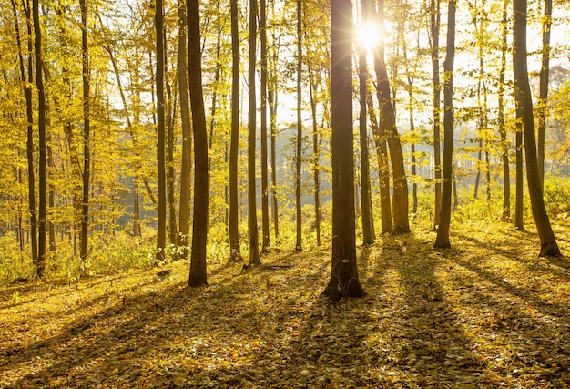 Bosque otoñal dorado con rayos de sol