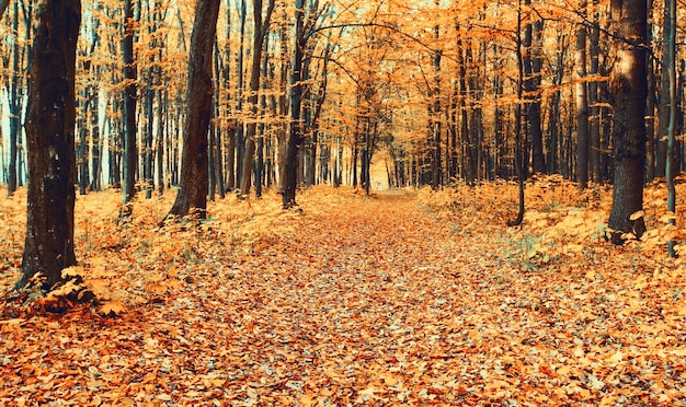 Bosque otoñal dorado con rayos de sol