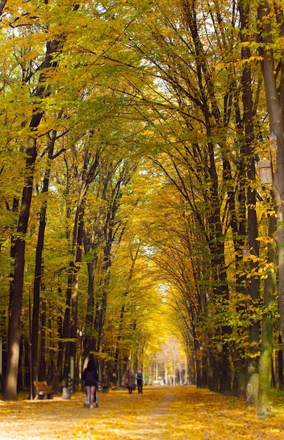 Bosque otoñal dorado con rayos de sol