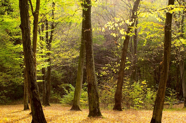 Bosque otoñal dorado con rayos de sol