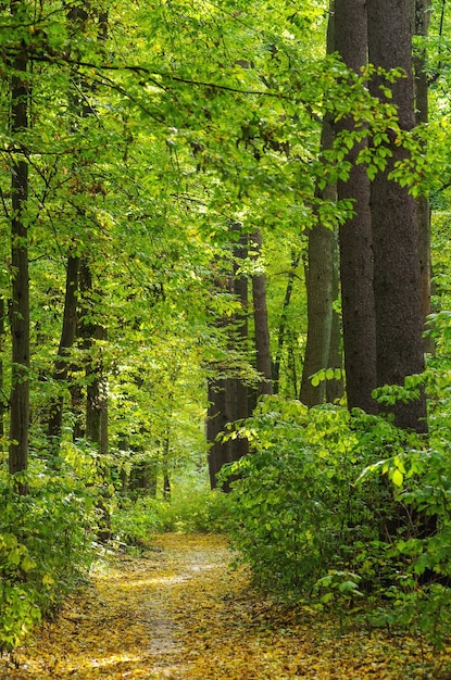 Bosque otoñal dorado con rayos de sol