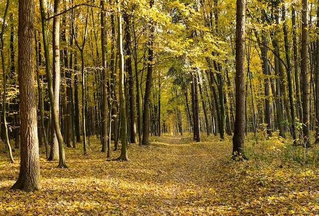 Bosque otoñal dorado con rayos de sol