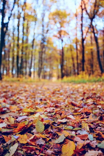 Bosque otoñal dorado con rayos de sol