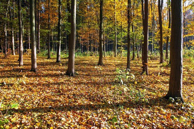 Bosque otoñal dorado con rayos de sol