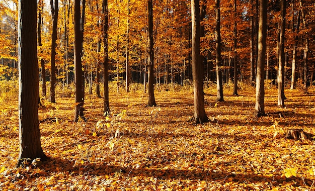 Bosque otoñal dorado con rayos de sol