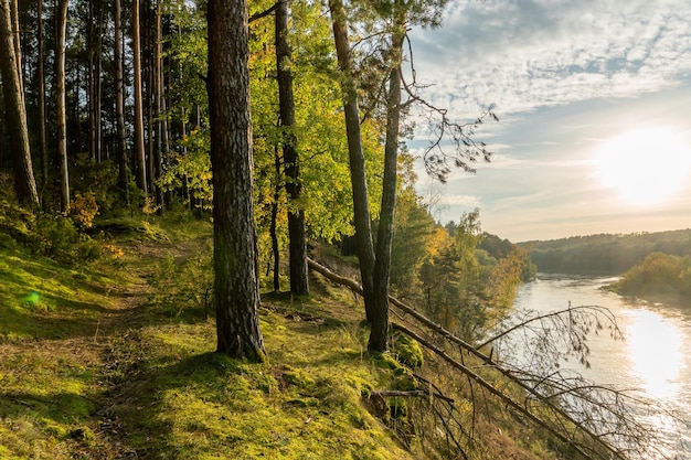 Bosque otoñal a lo largo del río y el lago El sol poniente ilumina las copas de los árboles Escarpado banco arenoso sobre un ancho río Paseos otoñales en lugares ecológicamente limpios