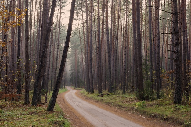 Bosque otoñal místico con niebla