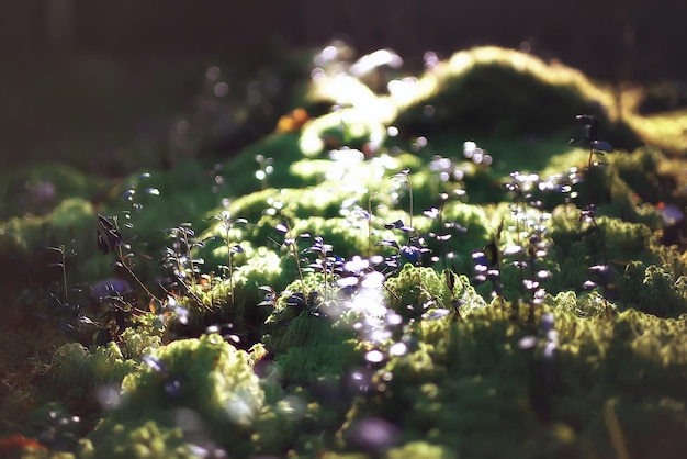 bosque otoñal de musgo / paisaje de la naturaleza en el bosque otoñal macro