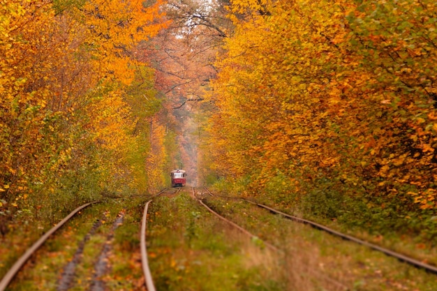 Bosque otoñal entre el que pasa un extraño tranvía