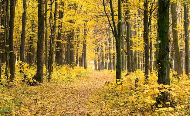 Bosque otoñal con rayos de sol