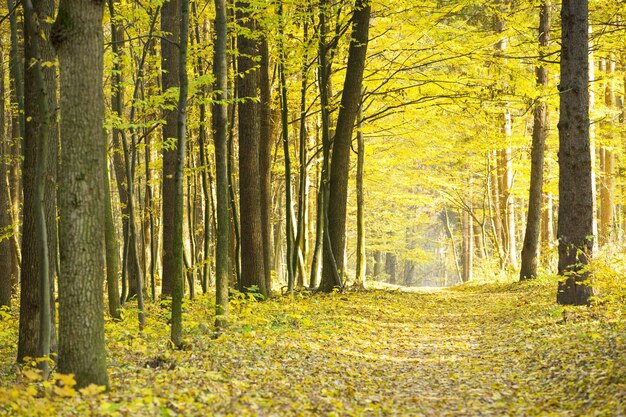 Bosque otoñal con rayos de sol