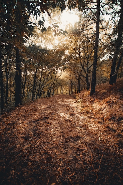 Bosque otoñal