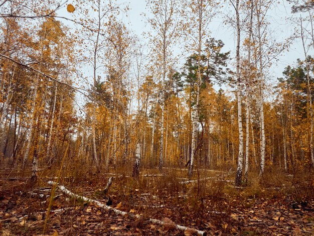 Bosque de otoño con abedules amarillos.