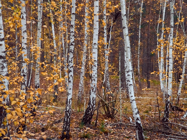 Bosque de otoño con abedules amarillos.