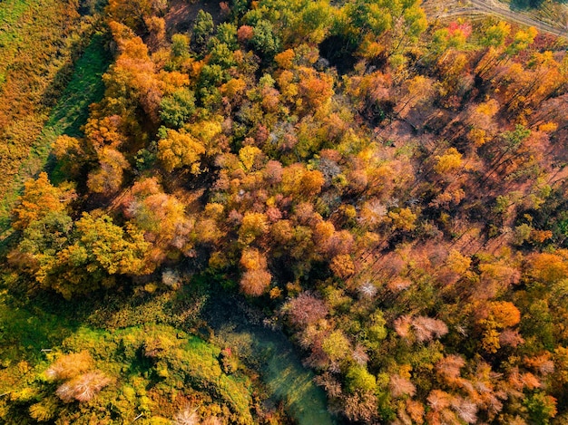 Bosque de otoño al amanecer Foto aérea Drone