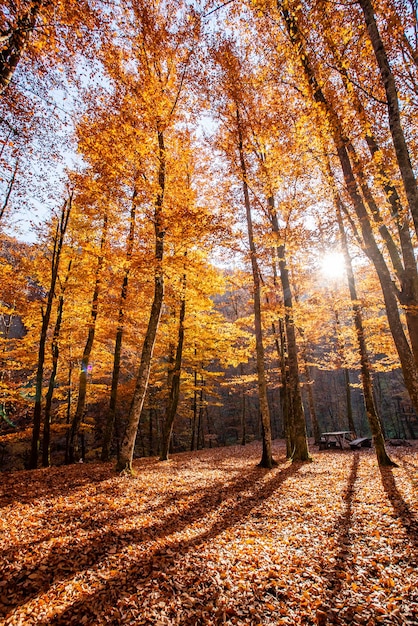 Bosque de otoño al amanecer con el sol lanzando hermosos rayos de luz a través de los árboles