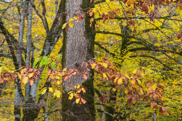 Bosque de otoño amarillo en europa