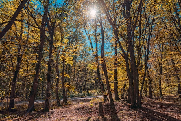 Bosque de otoño amarillo soleado colorido