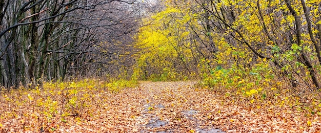 Bosque de otoño con árboles amarillos y camino cubierto de hojas caídas panorama
