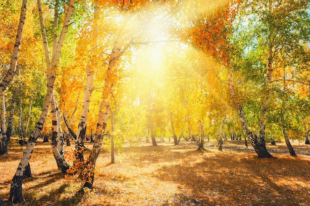 Bosque de otoño con árboles amarillos en un día soleado. Hermoso paisaje otoñal