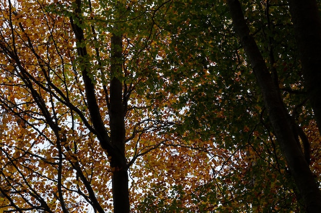 Bosque en otoño con árboles de colores