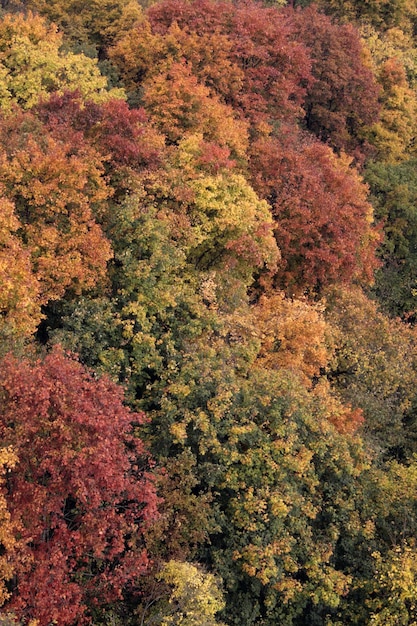 Bosque de otoño con árboles de diferentes colores.