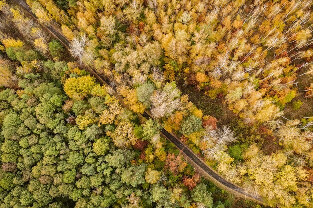 Bosque de otoño desde arriba