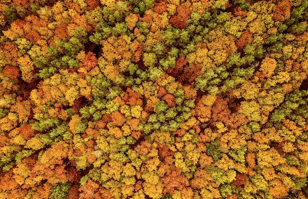 Bosque de otoño desde arriba