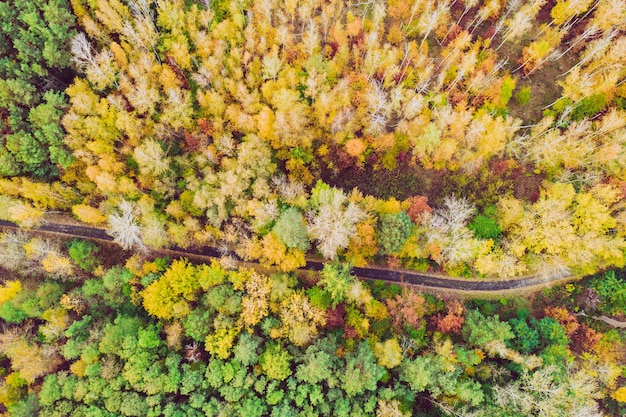 Bosque de otoño desde arriba