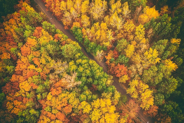 Bosque de otoño desde arriba