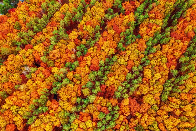 Bosque de otoño desde arriba