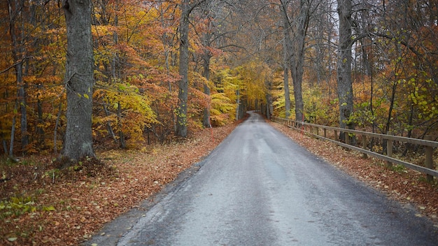 Bosque de otoño Bosque con camino rural al atardecer Paisaje colorido con árboles Camino rural Hojas de naranja y cielo azul Viajes Fondo de otoño Bosque mágico