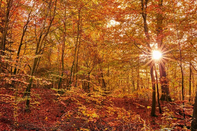 Bosque de otoño El bosque en los colores del otoño.