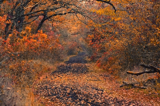 Bosque de otoño brillante con hojas rojas y naranjas de árbol de humo