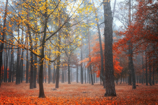 Bosque de otoño brumoso con follaje multicolor en la mañana. Paisaje de otoño.