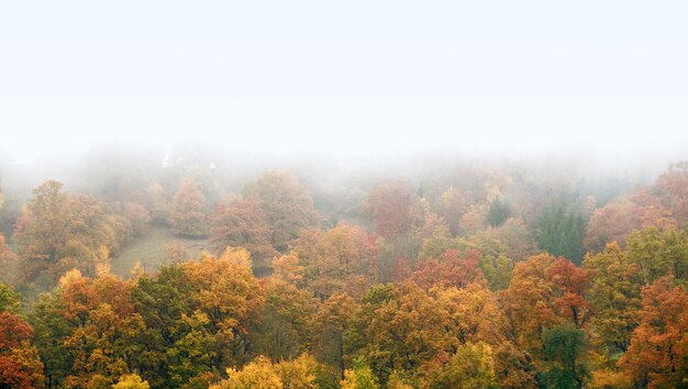 Foto bosque de otoño brumoso