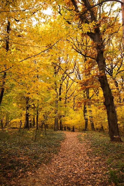 Bosque de otoño y camino entre los árboles.