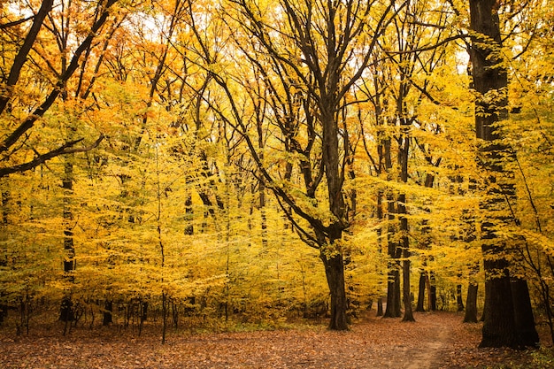 Bosque de otoño y camino entre los árboles.