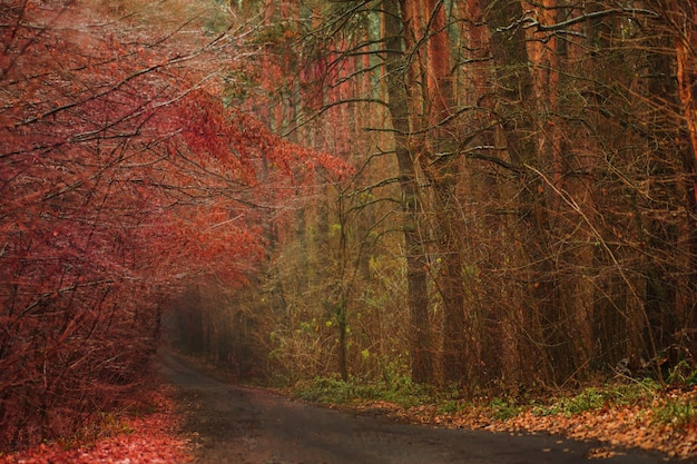 Bosque de otoño con camino Paisaje de amanecer de otoño con árboles coloridos Camino forestal en la mágica mañana de otoño