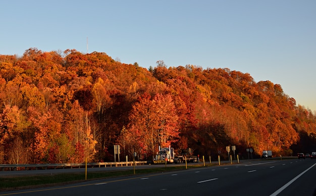 Bosque de otoño en la carretera