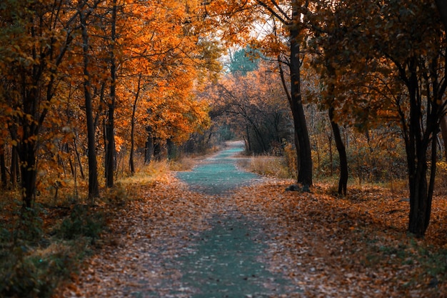 Bosque de otoño con carretera