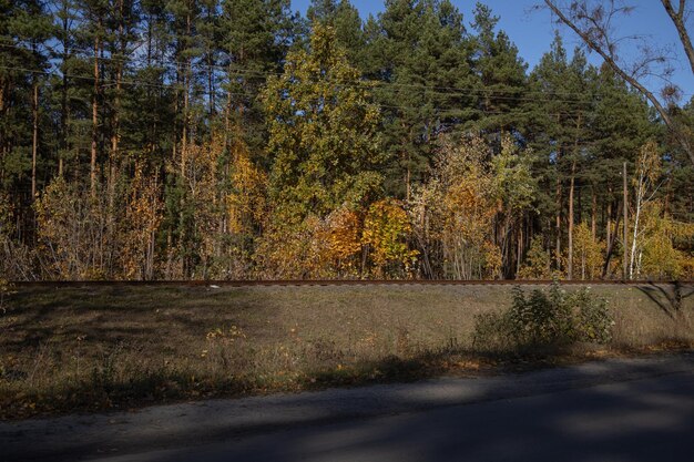 bosque de otoño cerca de los rieles