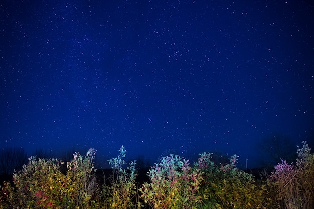 Bosque de otoño bajo el cielo azul oscuro de la noche con muchas estrellas. Fondo del espacio