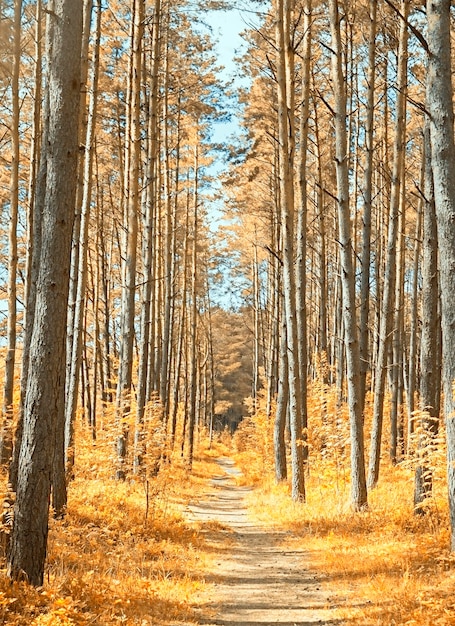 Bosque de otoño con cielo azul.