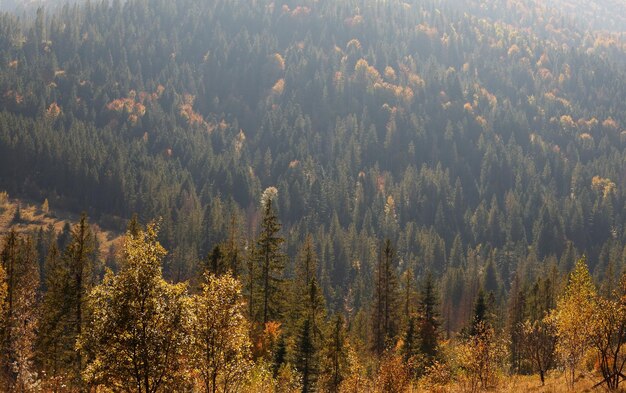 Bosque de otoño colorido y brillante, panorama de las montañas. Vista de árboles coloridos en el bosque.