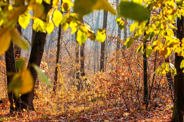 Bosque de otoño colorido y brumoso