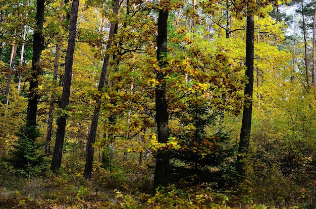 Bosque de otoño colorido